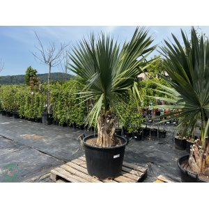 Palma trpasličia (Sabal Minor) - výška kmeňa 40-50 cm, celková výška 140-160 cm, kont. C130L (-20°C)